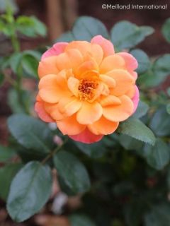 Rosier &agrave; fleurs group&eacute;es 'Sugar Candy Rose'