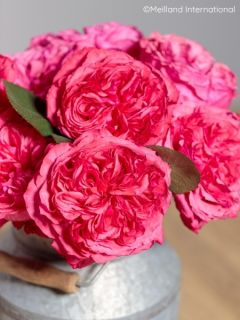 Rosier &agrave; grandes fleurs 'Audrey Fleurot'