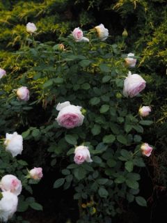 Rosier &agrave; grandes fleurs 'Camille Claudel'
