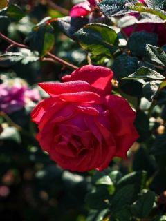 Rosier à grandes fleurs Elégance Française (Meithatie)