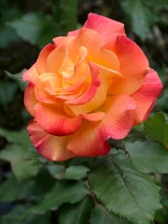 Rosier à grandes fleurs 'Jules Verne'