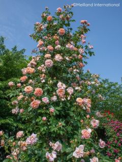 Rosier grimpant Colette Meiroupis