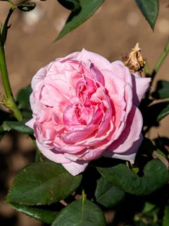 Rosier grimpant 'Kiss me Kate'