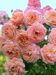 Rosier grimpant Peach Melba