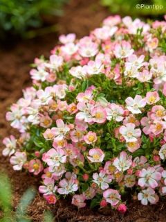 Rosier miniature Cutie Pie