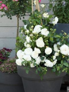 Rosier nain 'Schneeküsschen'