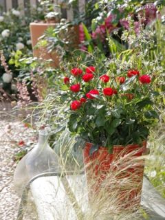 Rosier nain 'Zepeti'