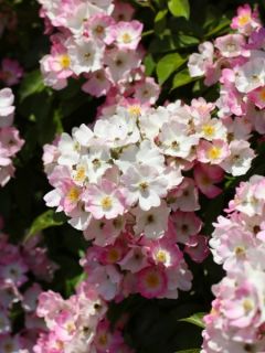 Rosier tige 'Ballerina'