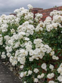 Rosier tige Decorosier Opalia
