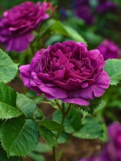 Rosier tige 'Minerva'