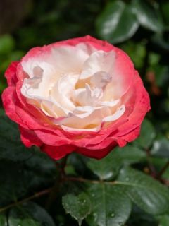 Rosier tige à grandes fleurs 'Nostalgie'