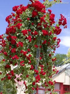 Rosier pleureur Scarlet Meillandecor® Meikrotal 