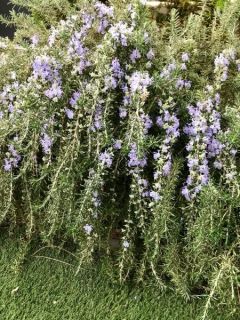 Rosmarinus officinalis Blue Cascade - Romarin retombant