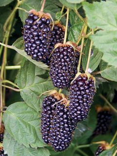 Mûrier 'Columbia Star' Mûrier 'Columbia Star'