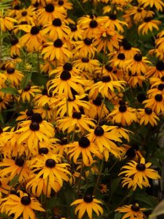 Rudbeckia fulgida  'Goldsturm'