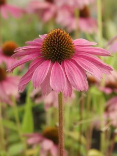 Rudbeckia pourpre