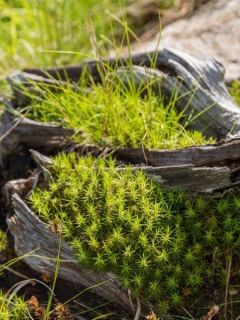 Sagina subulata Pine Green - Plante carpette