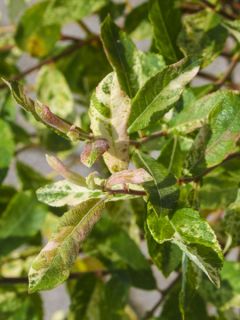 Saule cendré 'Tricolor'
