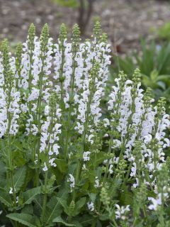 Salvia pratensis Swan Lake - Sauge des près