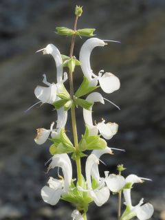Sauge sacrée blanche - Salvia apiana Sauge sacrée blanche - Salvia apiana