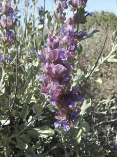 Sauge sclarée - Salvia sclarea