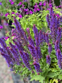 Salvia nemorosa Caradonna Compact - Sauge des bois