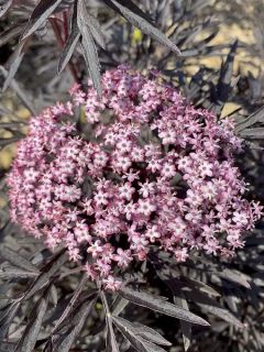 Sureau noir - Sambucus nigra Straight Laced