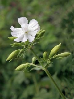 Saponaria officinalis Alba Plena - Saponaire officinale semi-double blanche.
