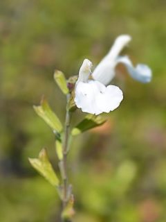 Sauge arbustive Gletsjer - Salvia microphylla