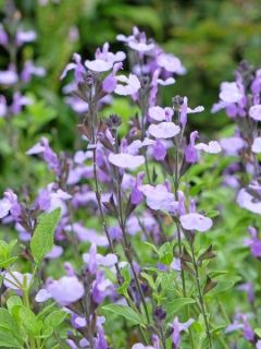 Sauge arbustive So Cool Pale Blue - Salvia microphylla