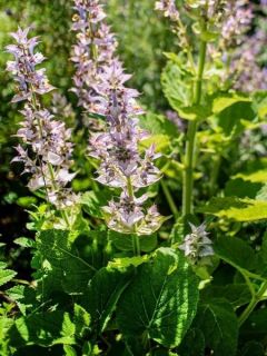Sauge sclarée - Salvia sclarea
