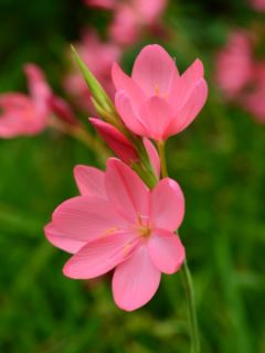 Lis des Cafres 'Mrs Heagarty'