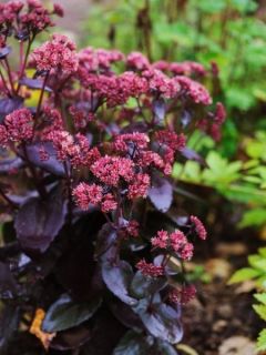 Sedum Chocolate Cherry - Orpin reprise.