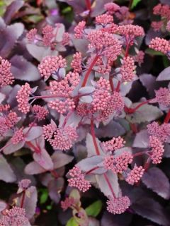 Sedum (Hylotelephium) Thunderhead - Orpin d'automne
