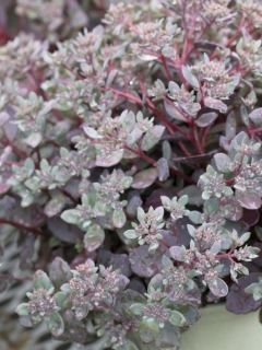 Sedum Sunsparkler Dazzleberry - Orpin bleu