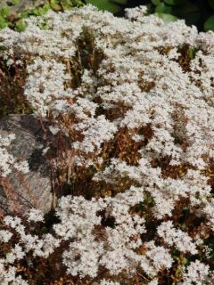 Orpin blanc 'Murale'