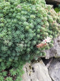 Orpin de Lydie 'Glaucum'