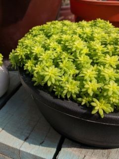 Sedum makinoi Lime