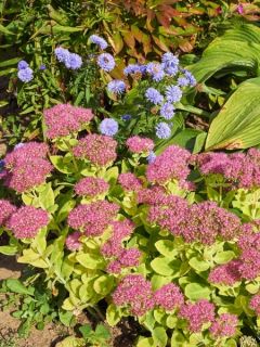 Sedum spectabile Brilliant - Grand Orpin d'automne