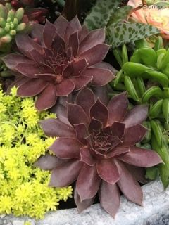 Sempervivum Chick Charms ® Chocolate Kiss - Joubarbe hybride pourpre chocolat