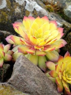Sempervivum Chick Charms Gold Nugget - Joubarbe