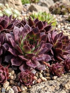 Sempervivum Dark Beauty - Joubarbe pourpre fonc&eacute;