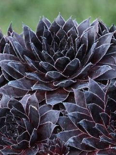 Sempervivum Noir - Joubarbe noire.