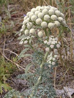 Ferula communis, Férule