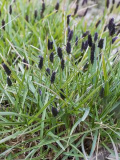 Sesleria nitida - Seslérie