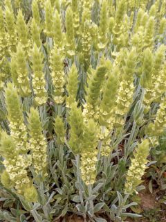 Thé grec des montagnes - Sideritis syriaca - Thé de Crète