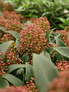Skimmia du Japon 'Marlot'
