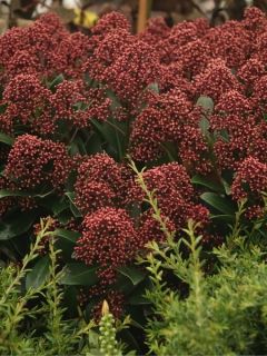 Skimmia japonica Rubella