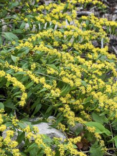 Solidago hybride Ducky - Verge d'or