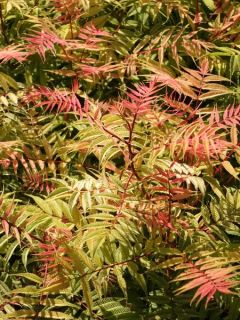 Sorbaria sorbifolia 'Sem'®